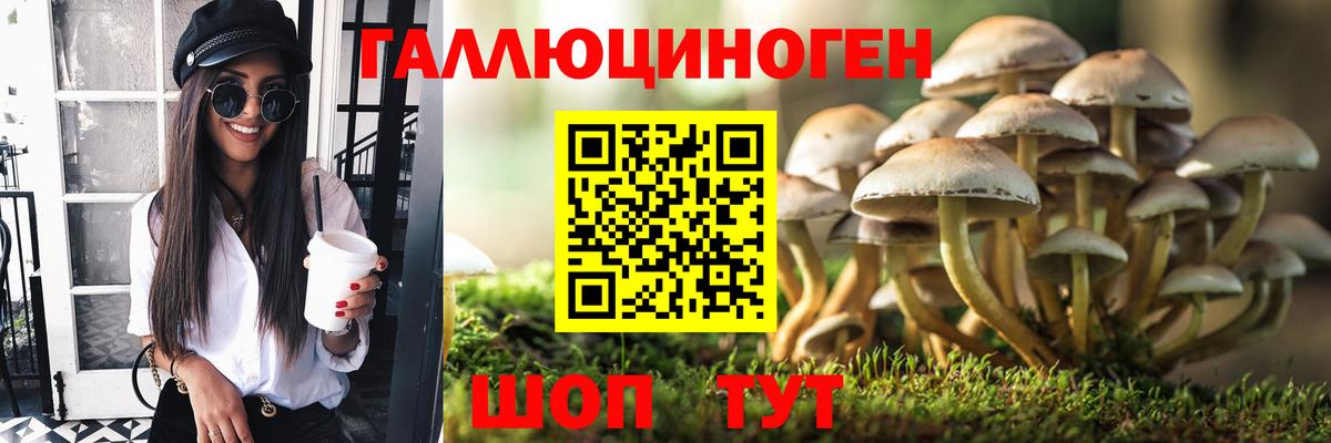 Псилоцибиновые грибы Cubensis Урус-Мартан